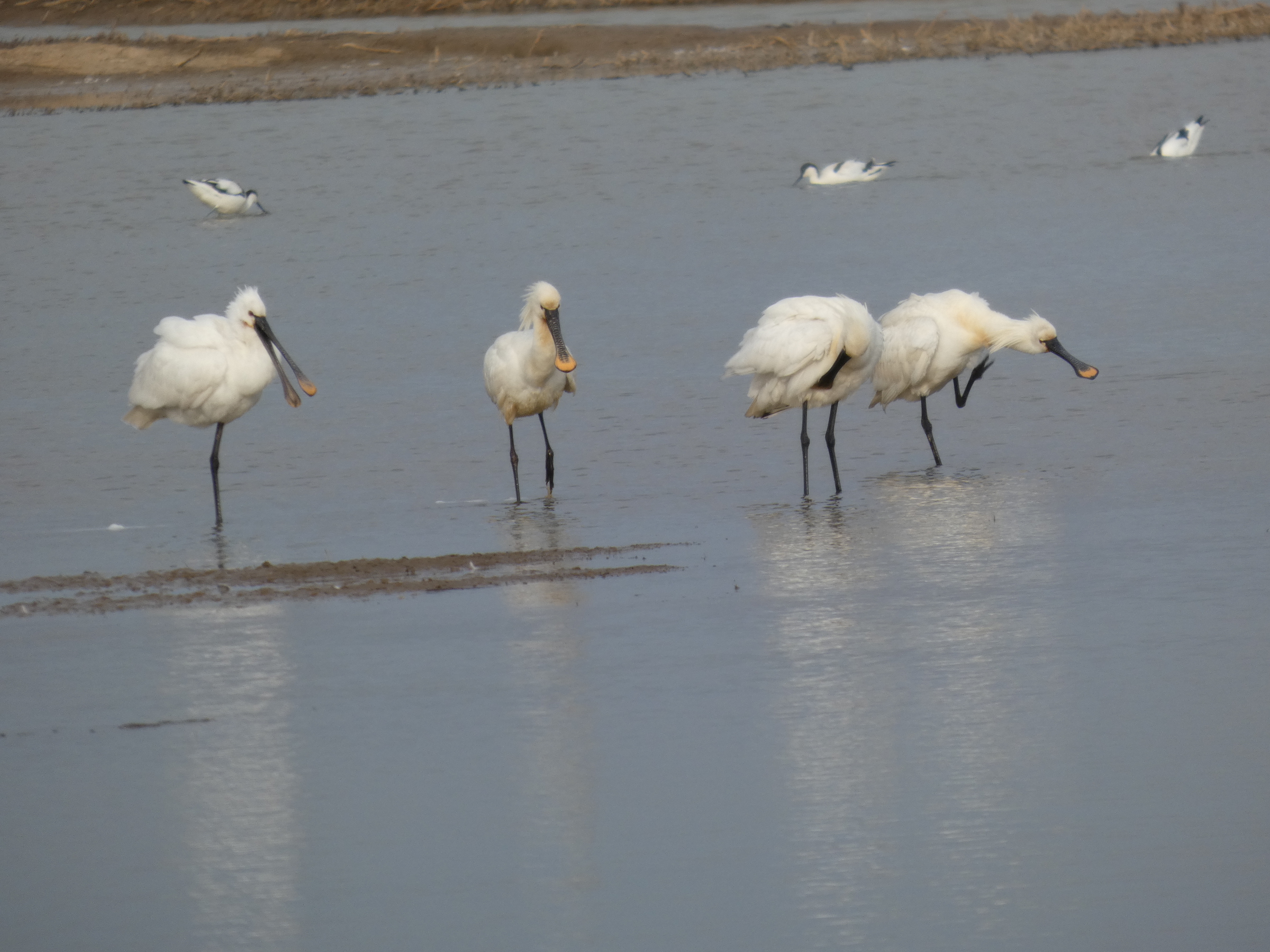 Photo of spoonbills