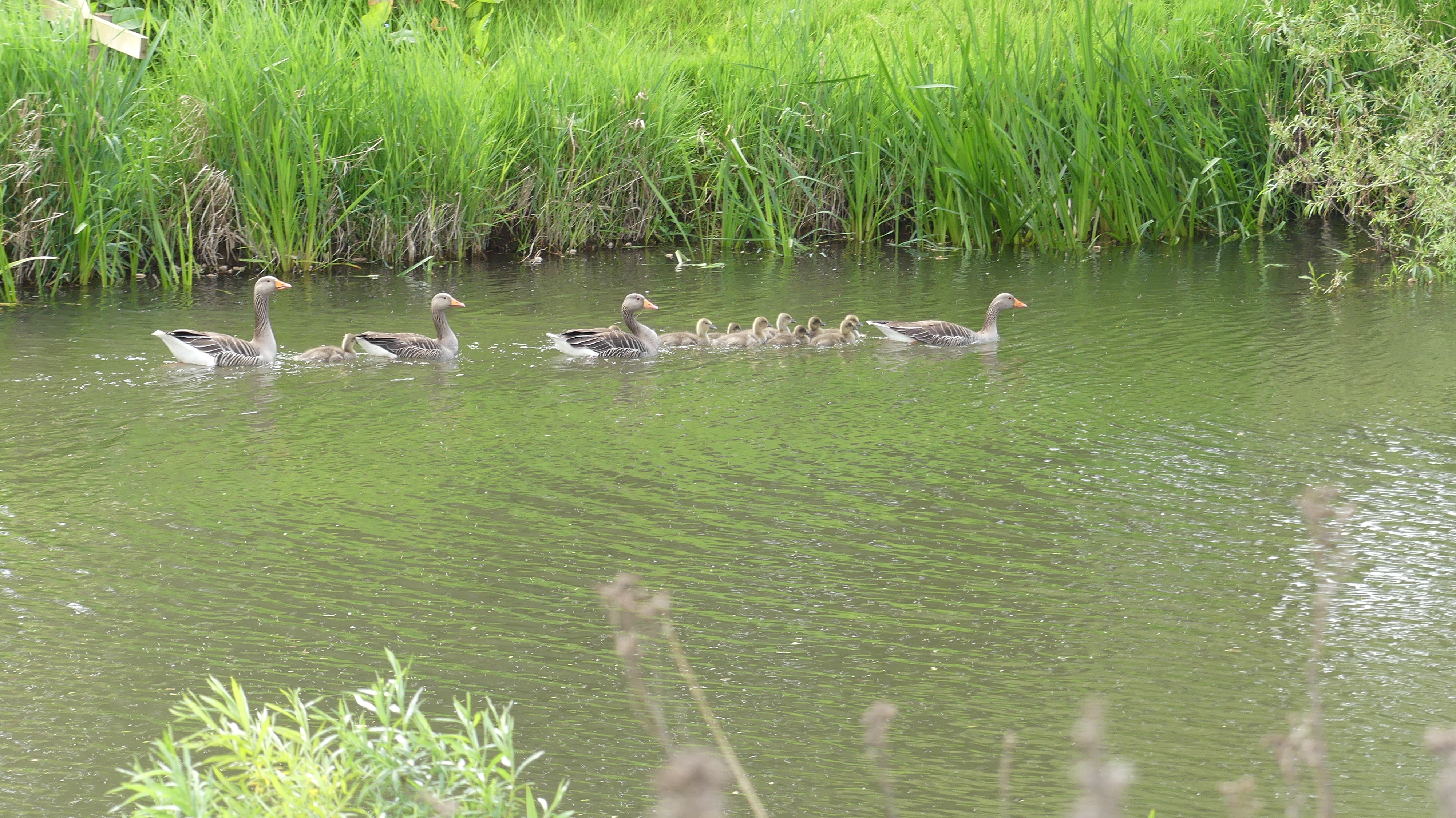 Photo of a family of geese