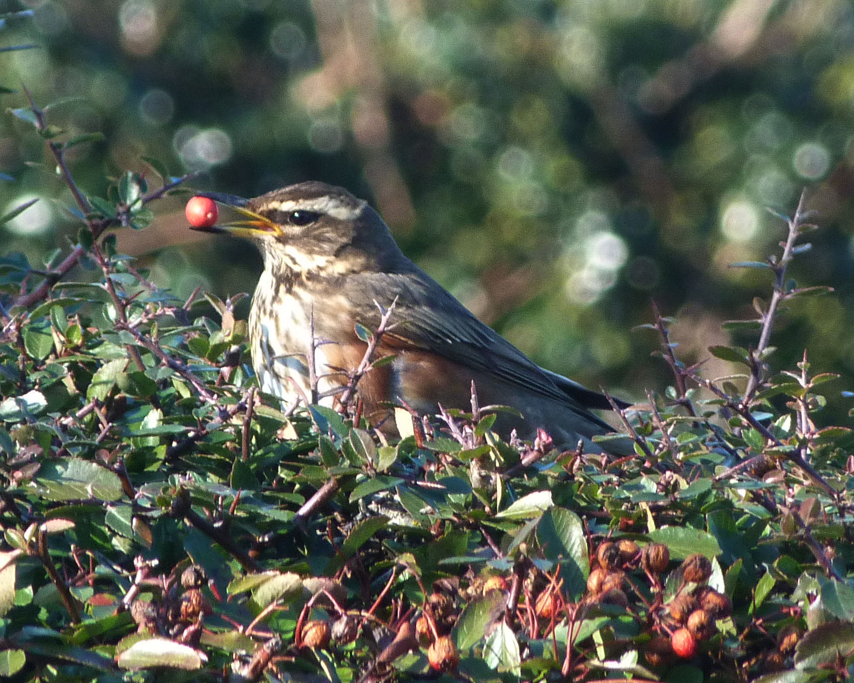Photo of a Fieldfare eating a berry