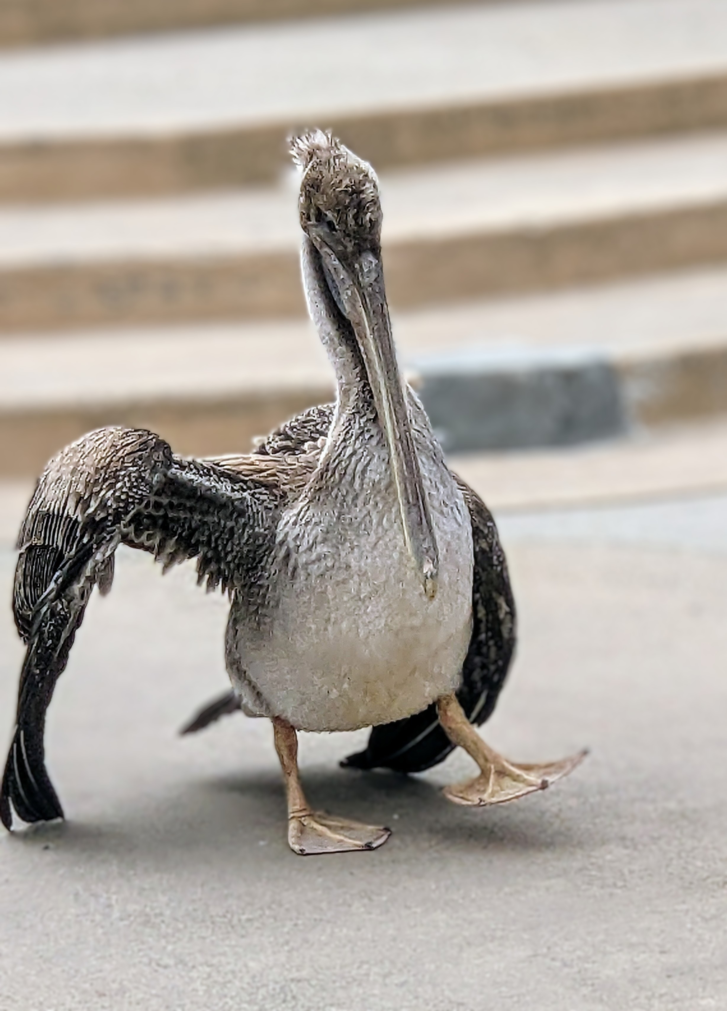 Photo of a pelican