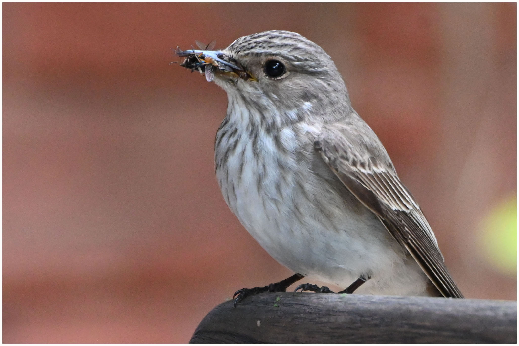 Photo of a spotted flycatcher