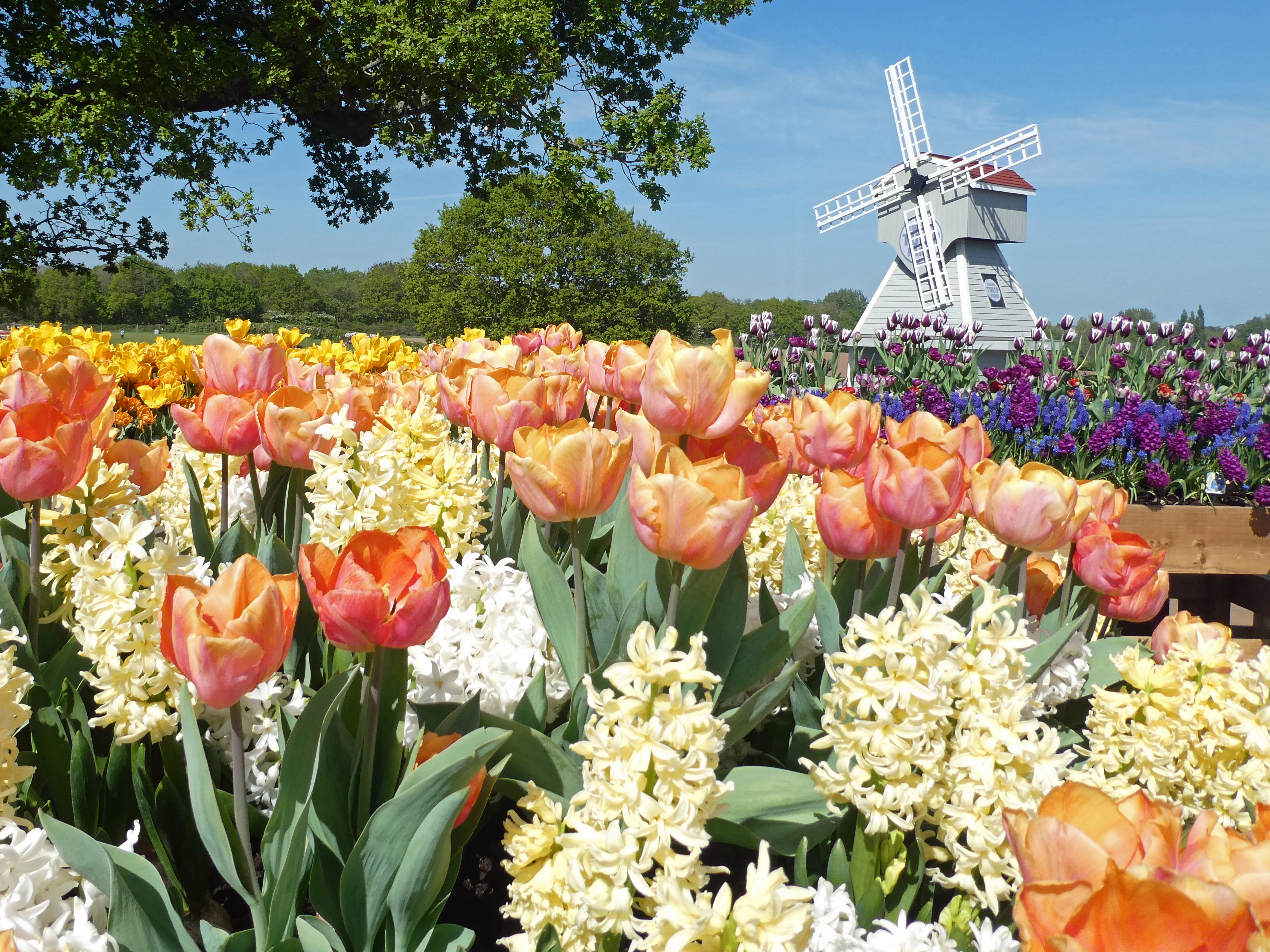 Photo of tulips and hyacinths with a windmill behind