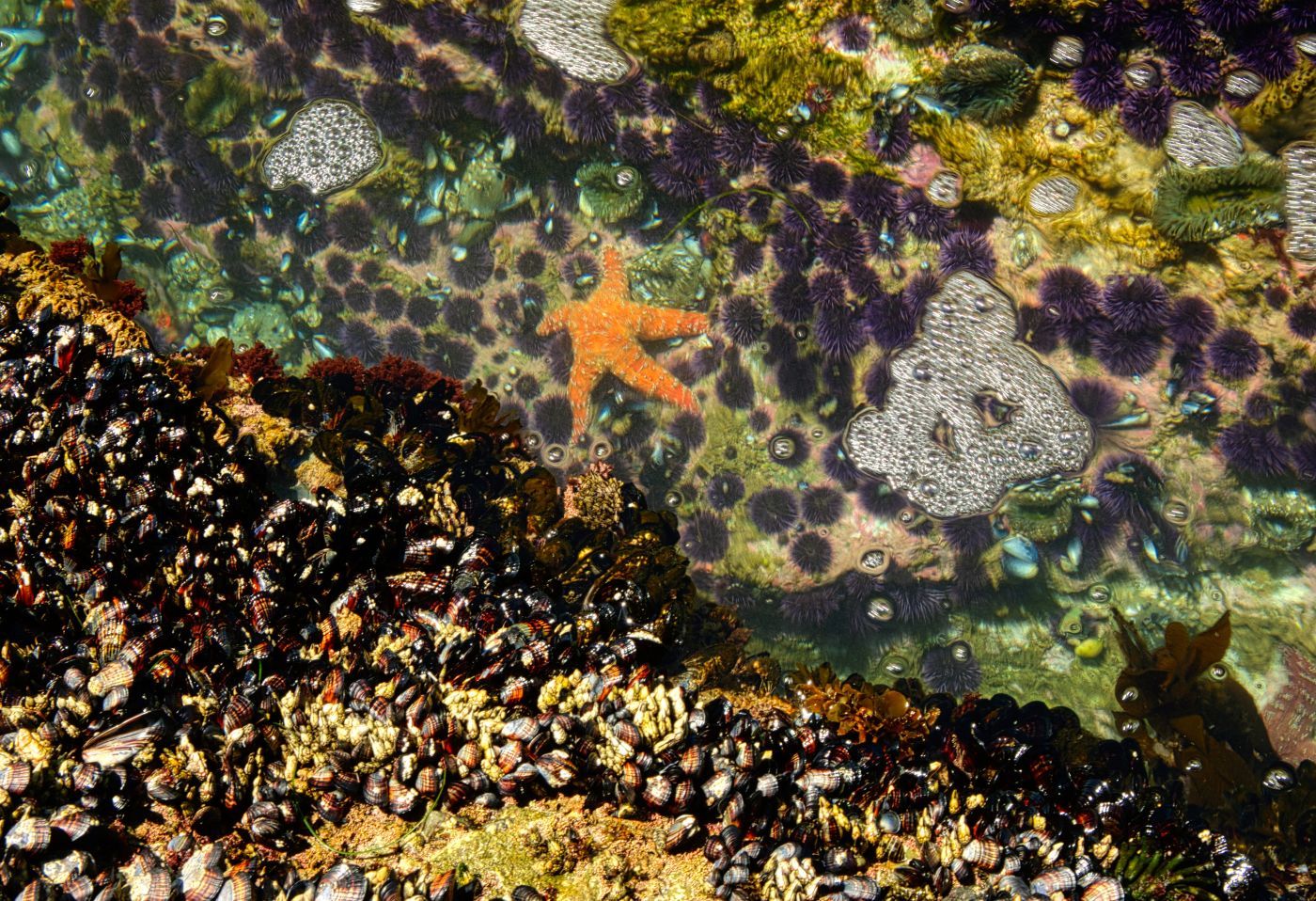 Photo of a starfish in a rockpool