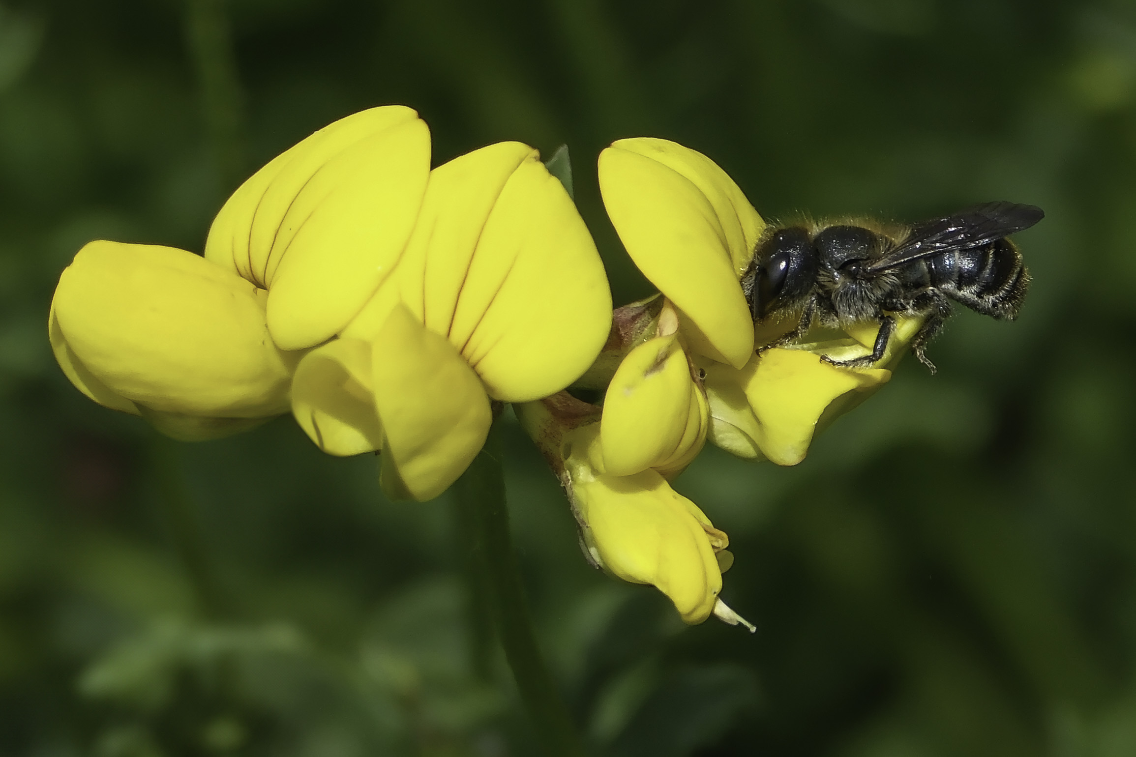 Photo of a bee visiting a bird's foot trefoil