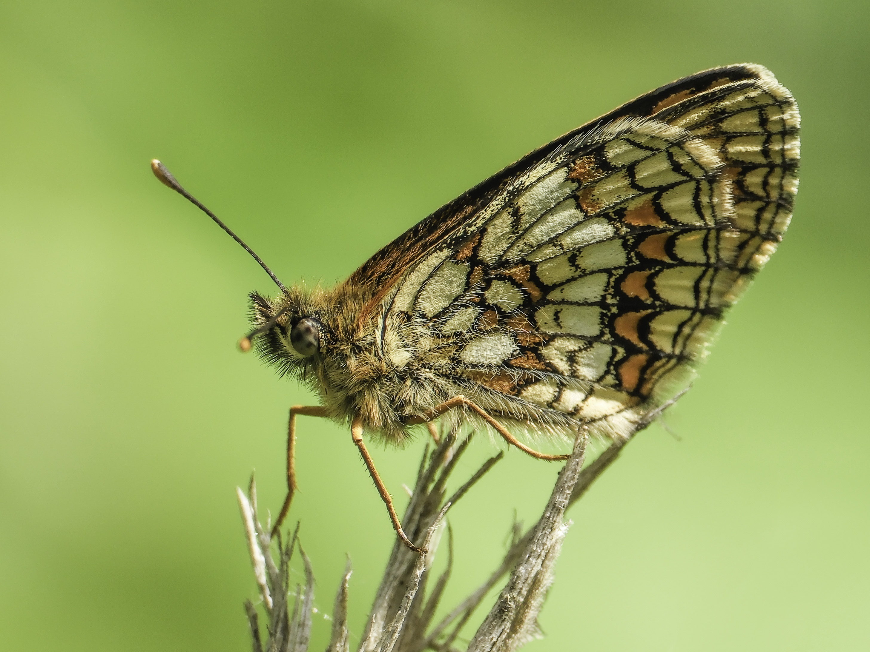 Photo of a Heath Fritillary butterfly