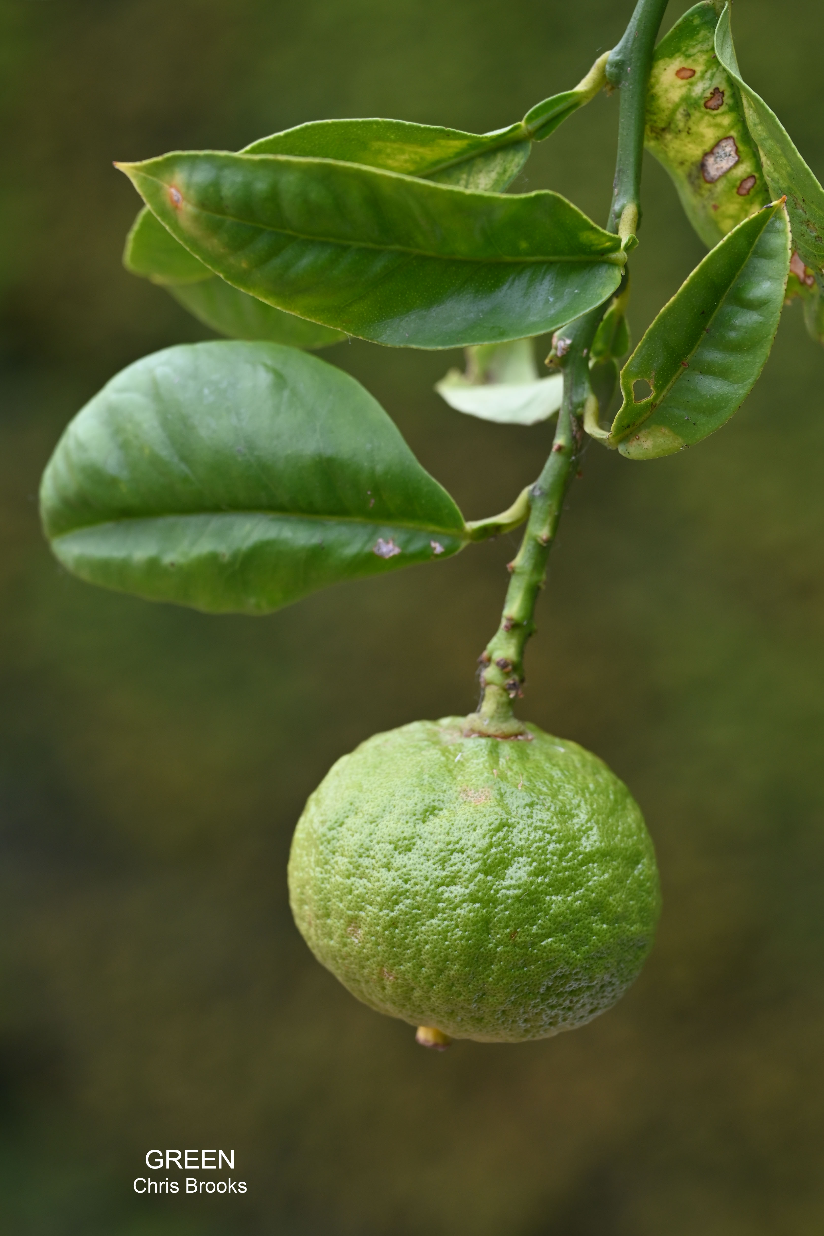 Photo of a growing lemon