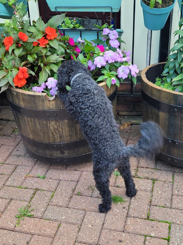 small black dog looking into a plant pot