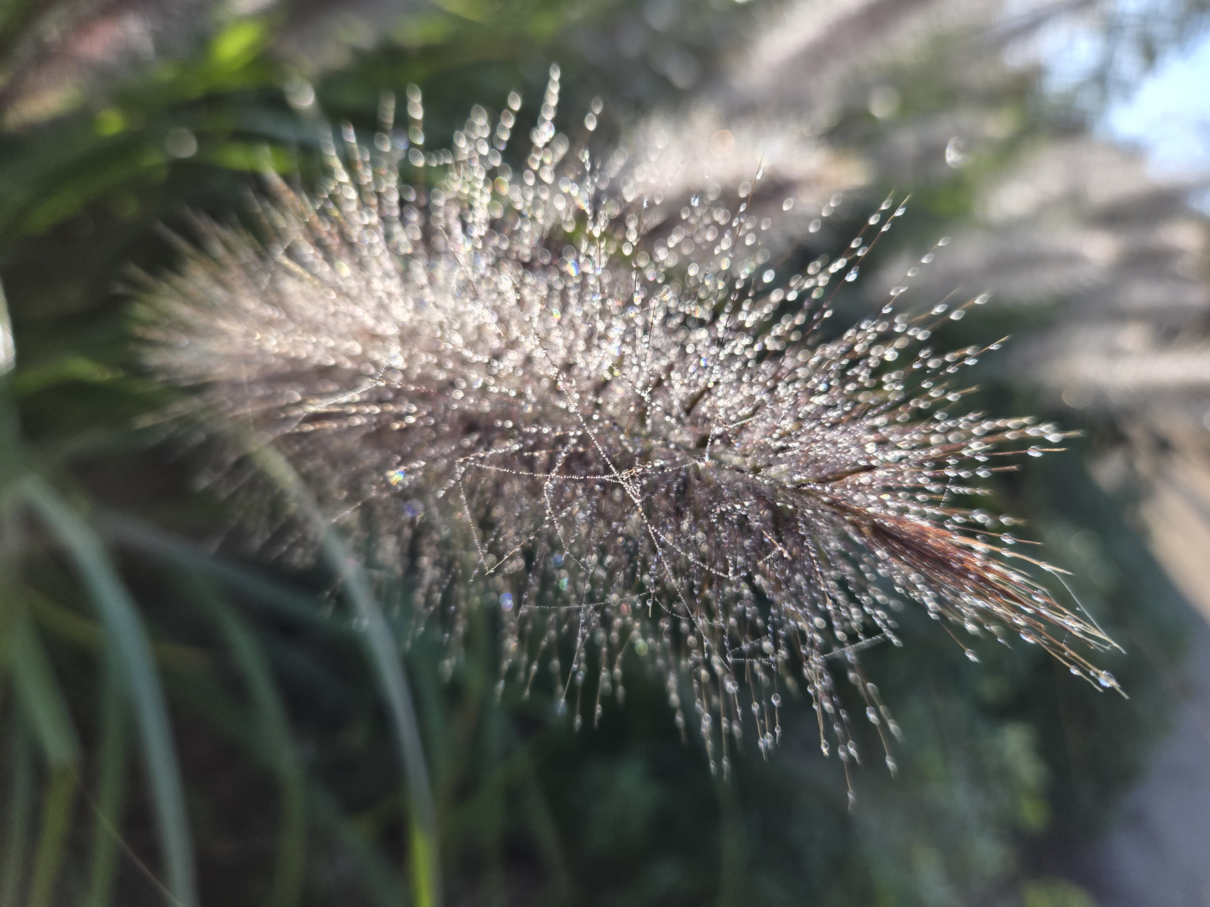 Close up photo of a rain on a grass flower
