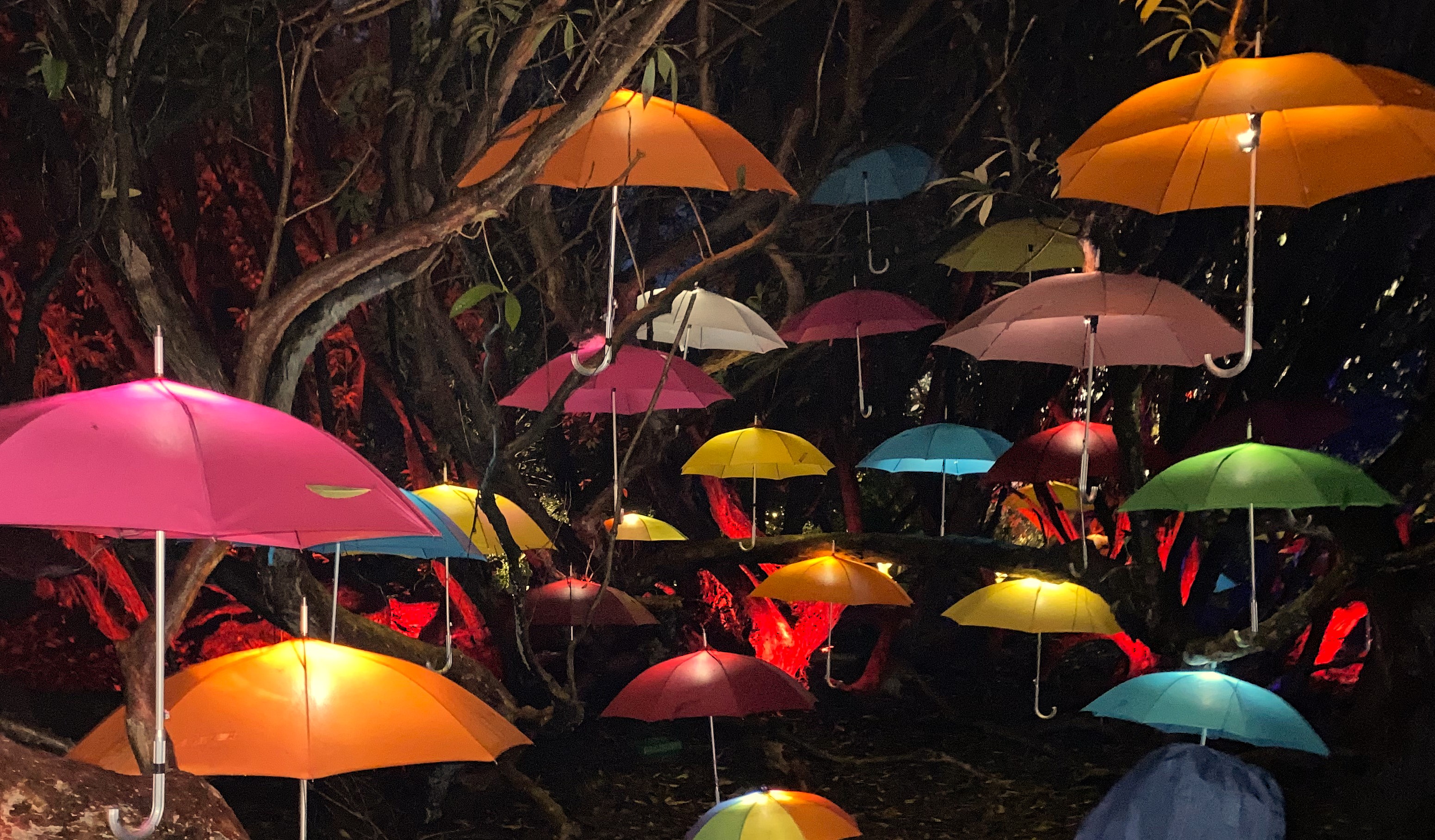 Photograph of illuminated umbrellas as part of a Christmas light display