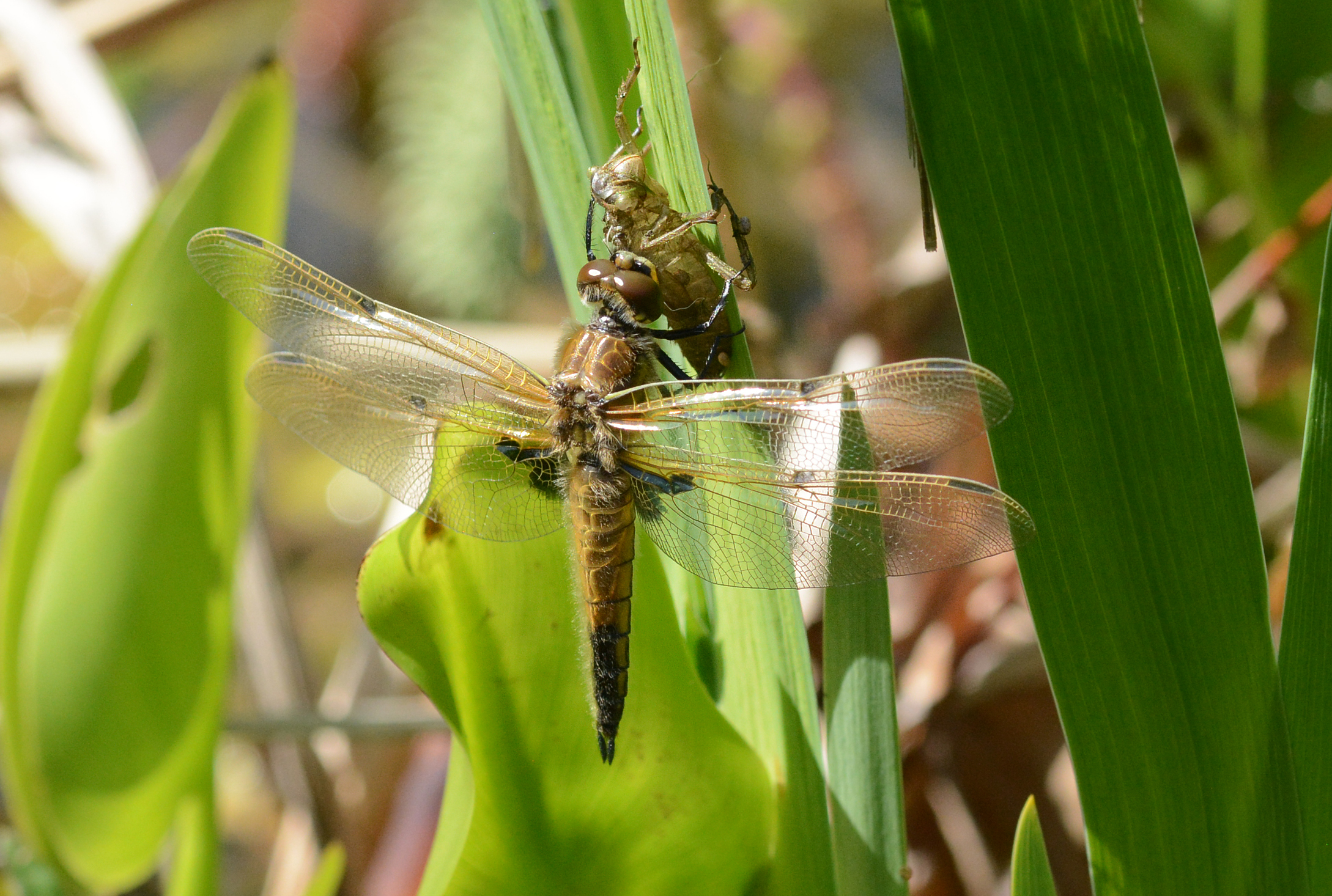 Photo of a dragonfly newly emerged from larval case