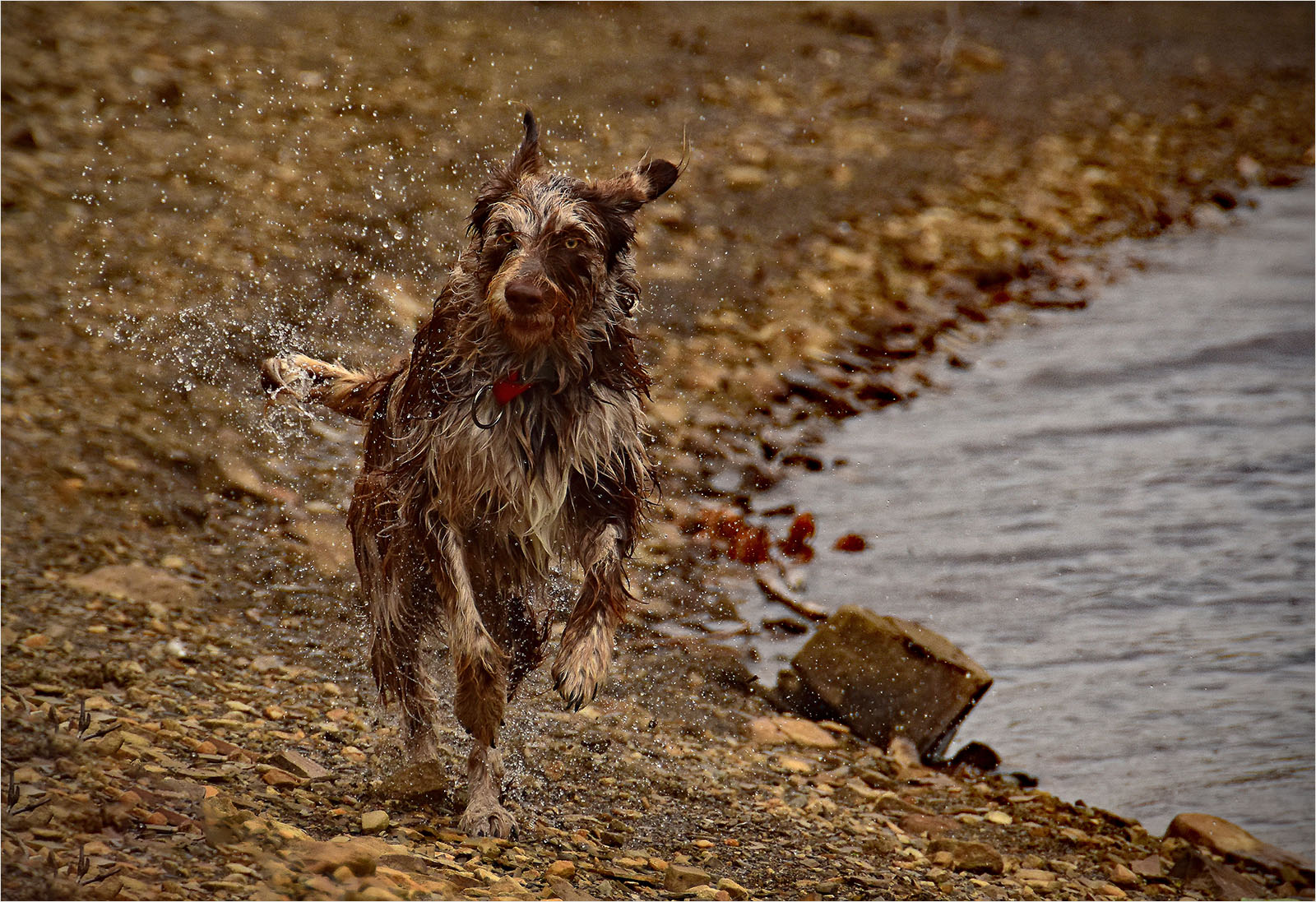 Photo of a wet dog running