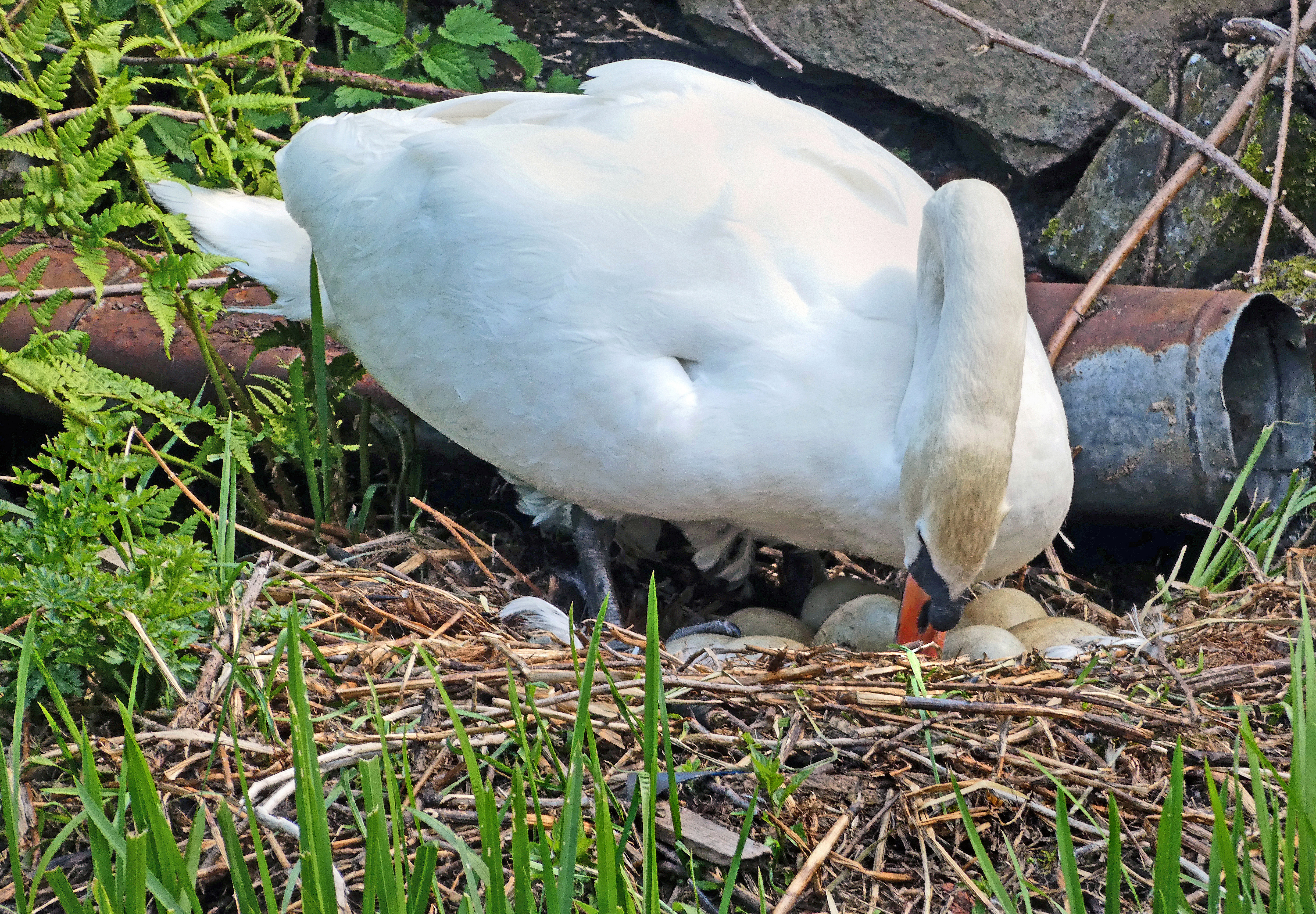 Photo of a swan turning her eggs