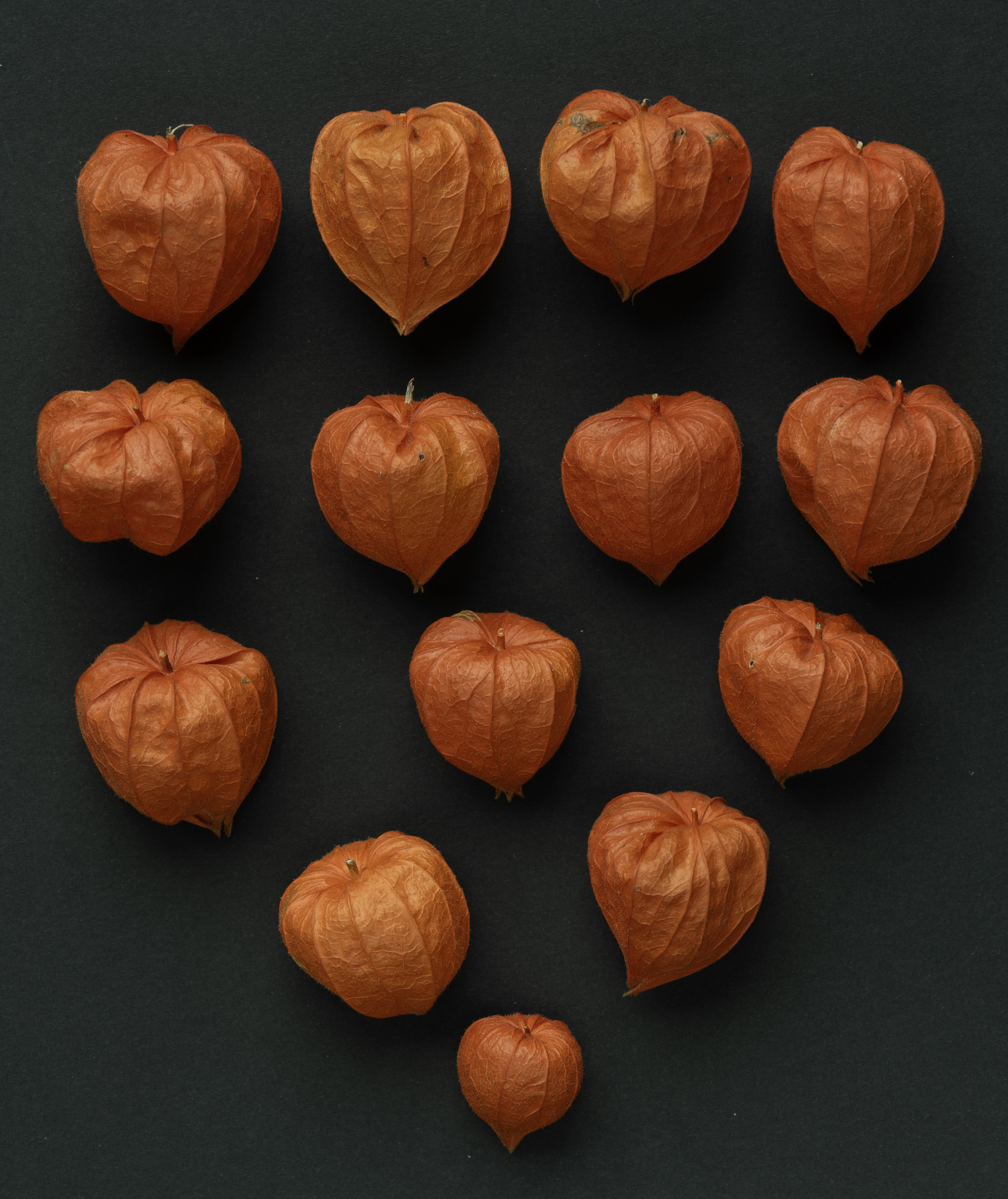 Photo of physalis flowers arranged in a lantern shape
