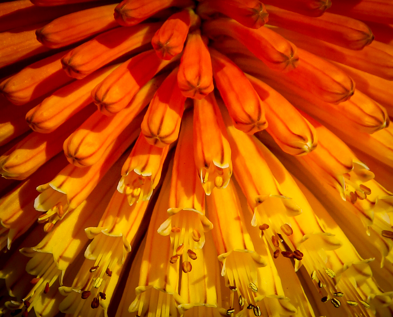 Close up photo of a red hot poker flower