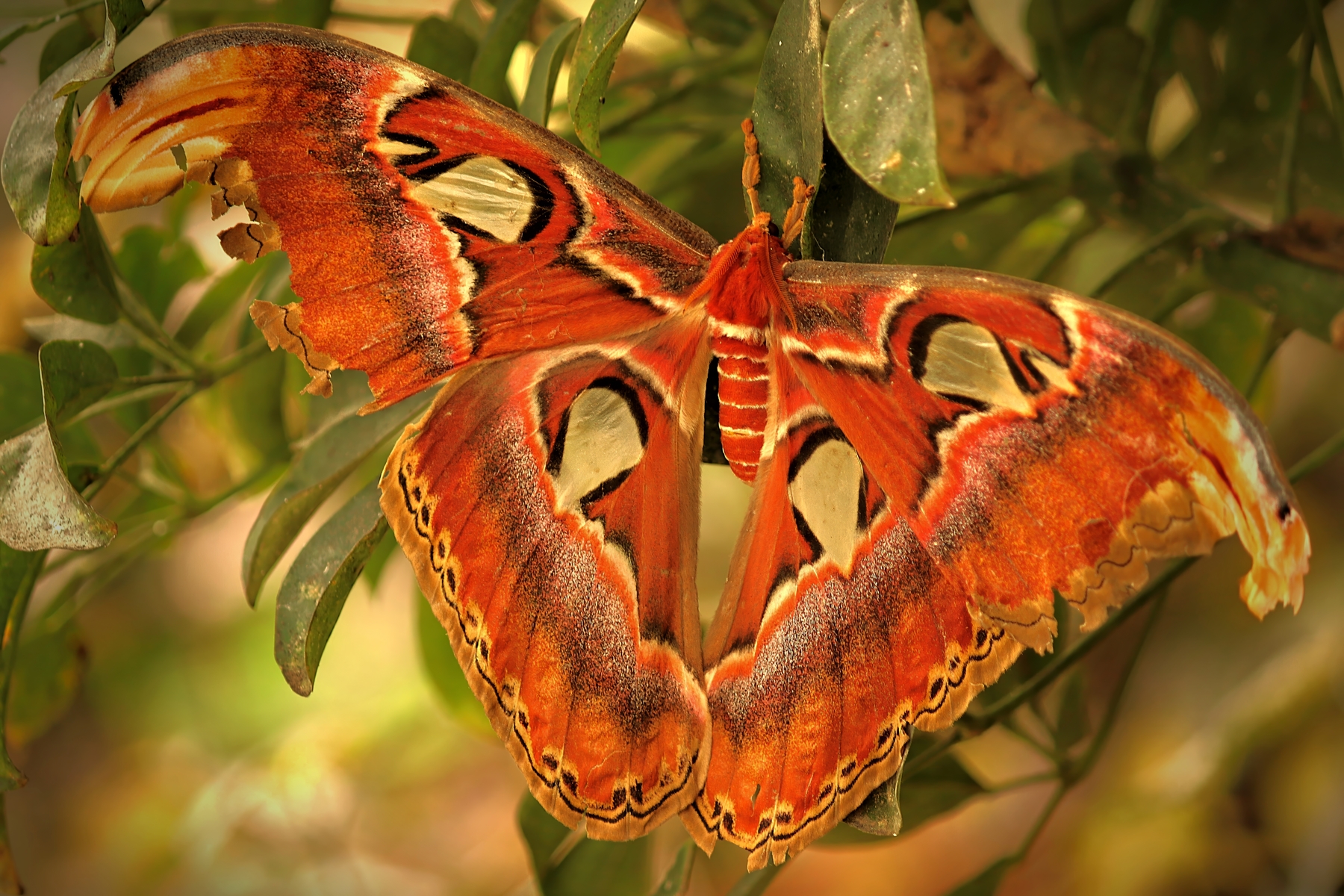 Close up photo of an atlas moth