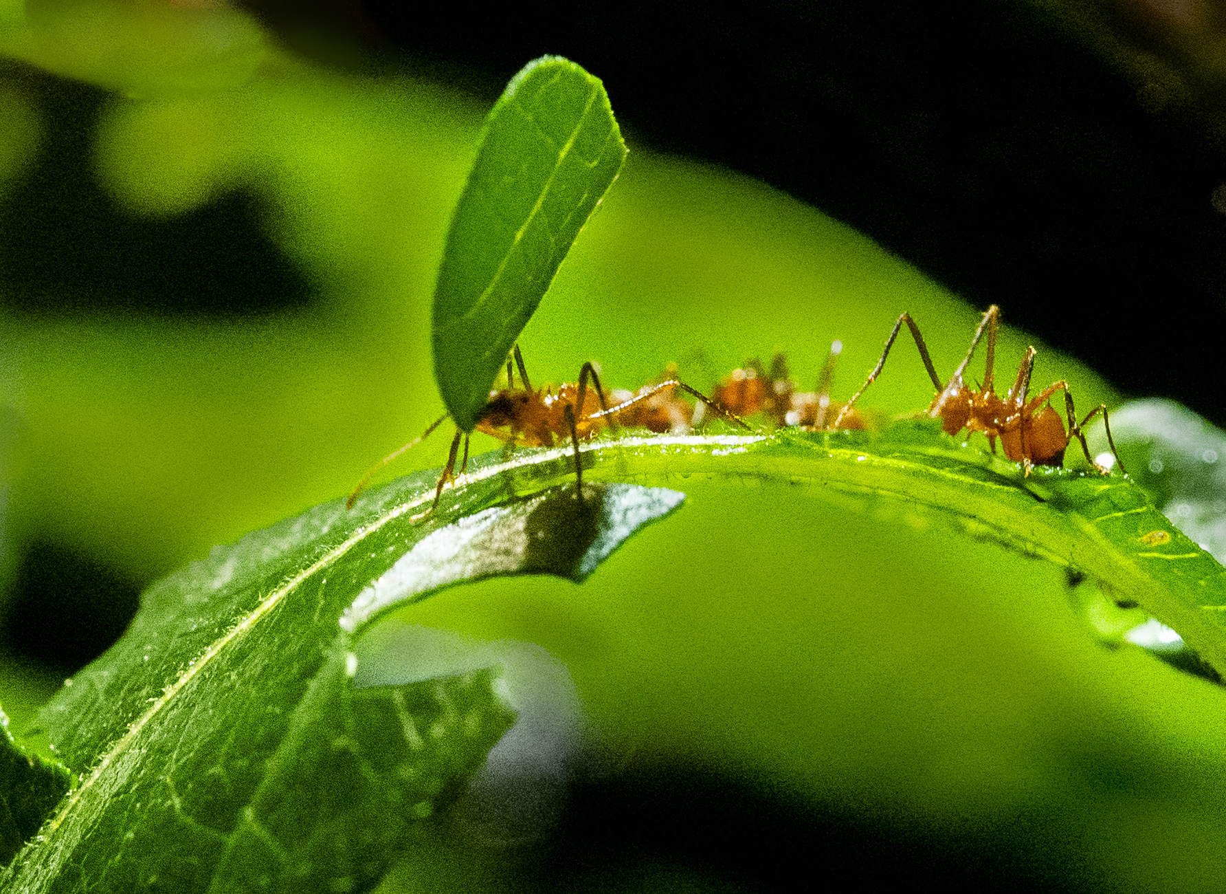 Photo of leaf cutter ants