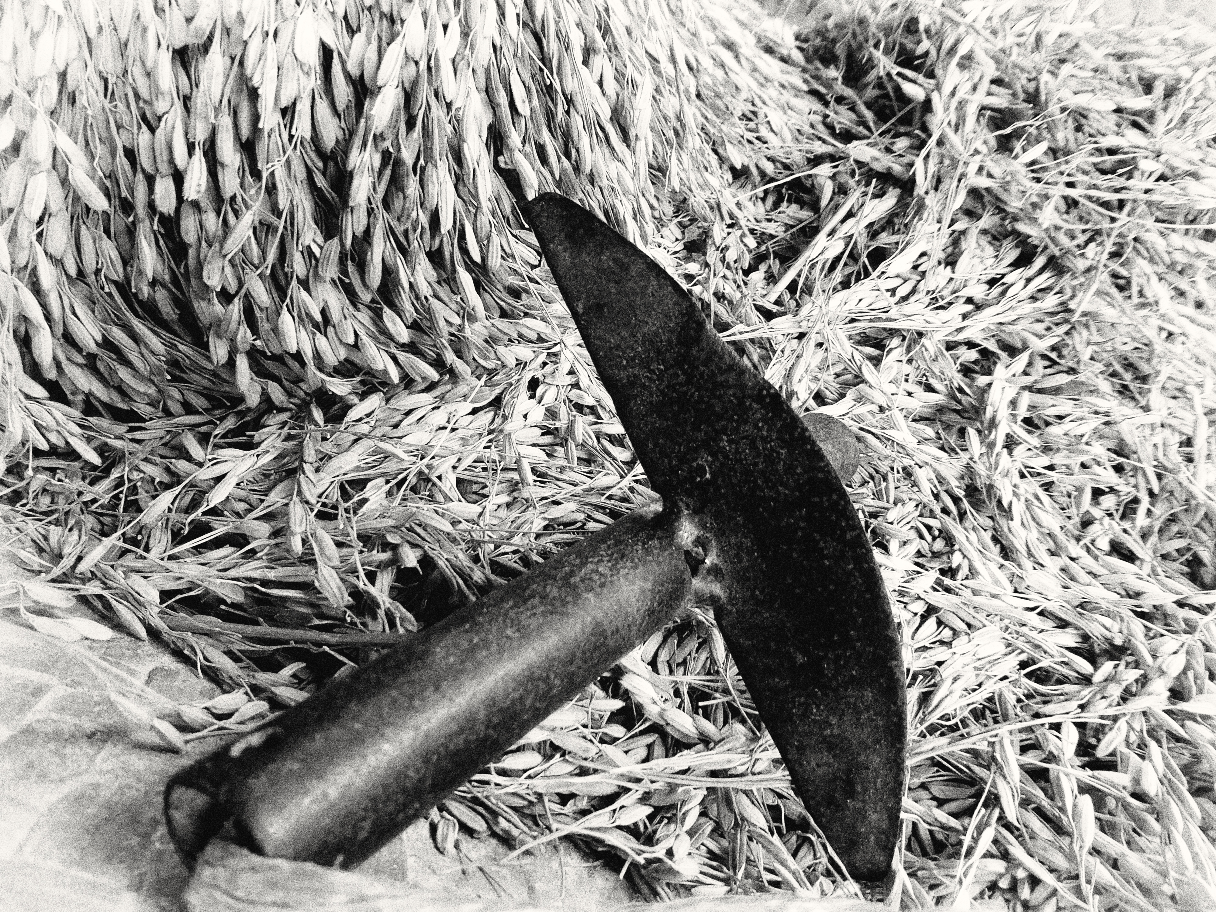 Photo of harvested rice and a blade