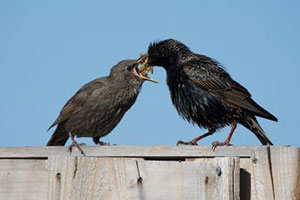 Birdwatch update 11
