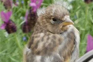 Birdwatch Update 8