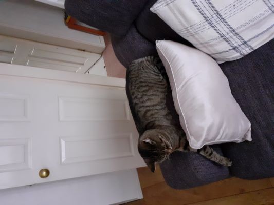 Tabby cat lying on a sofa