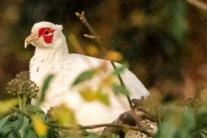 Birdwatch Final Update