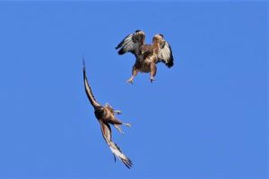 Birdwatch Update 13
