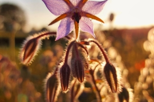 Found in Nature