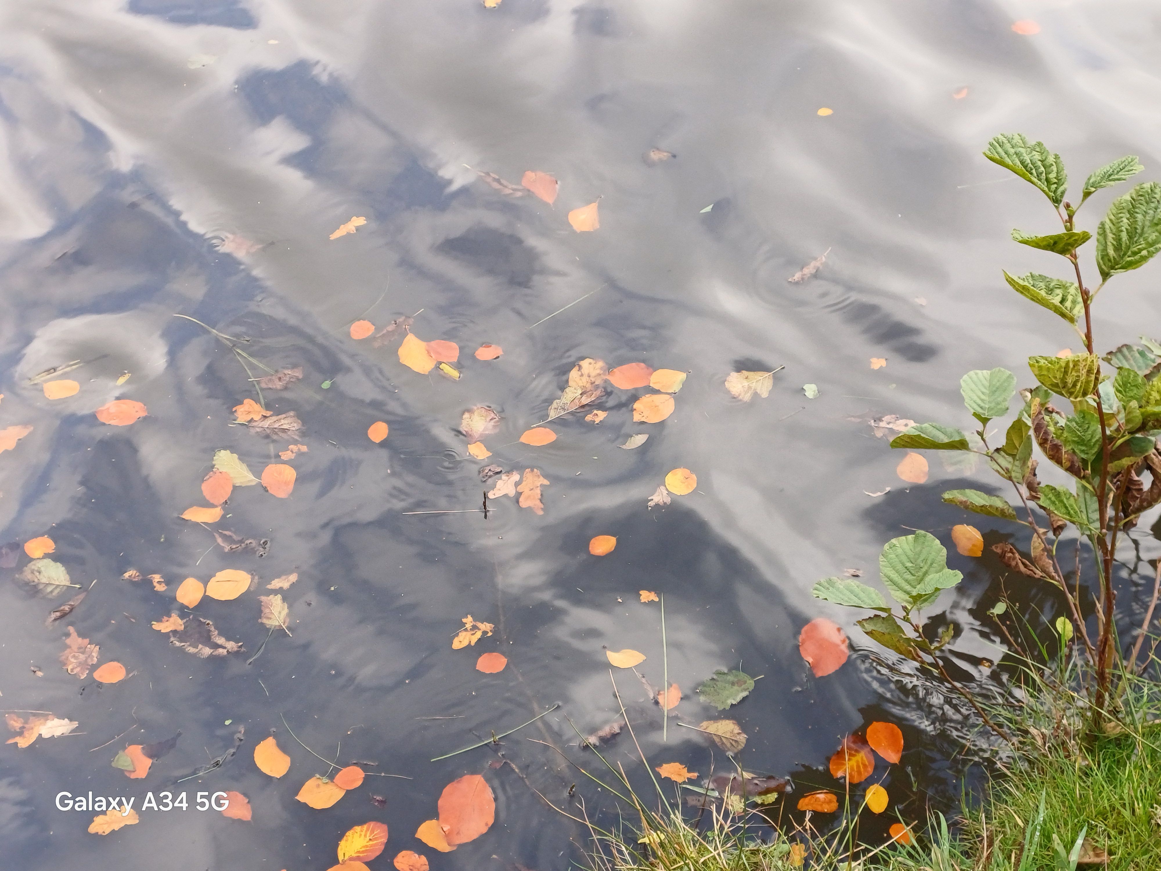Photograph of leaves on water