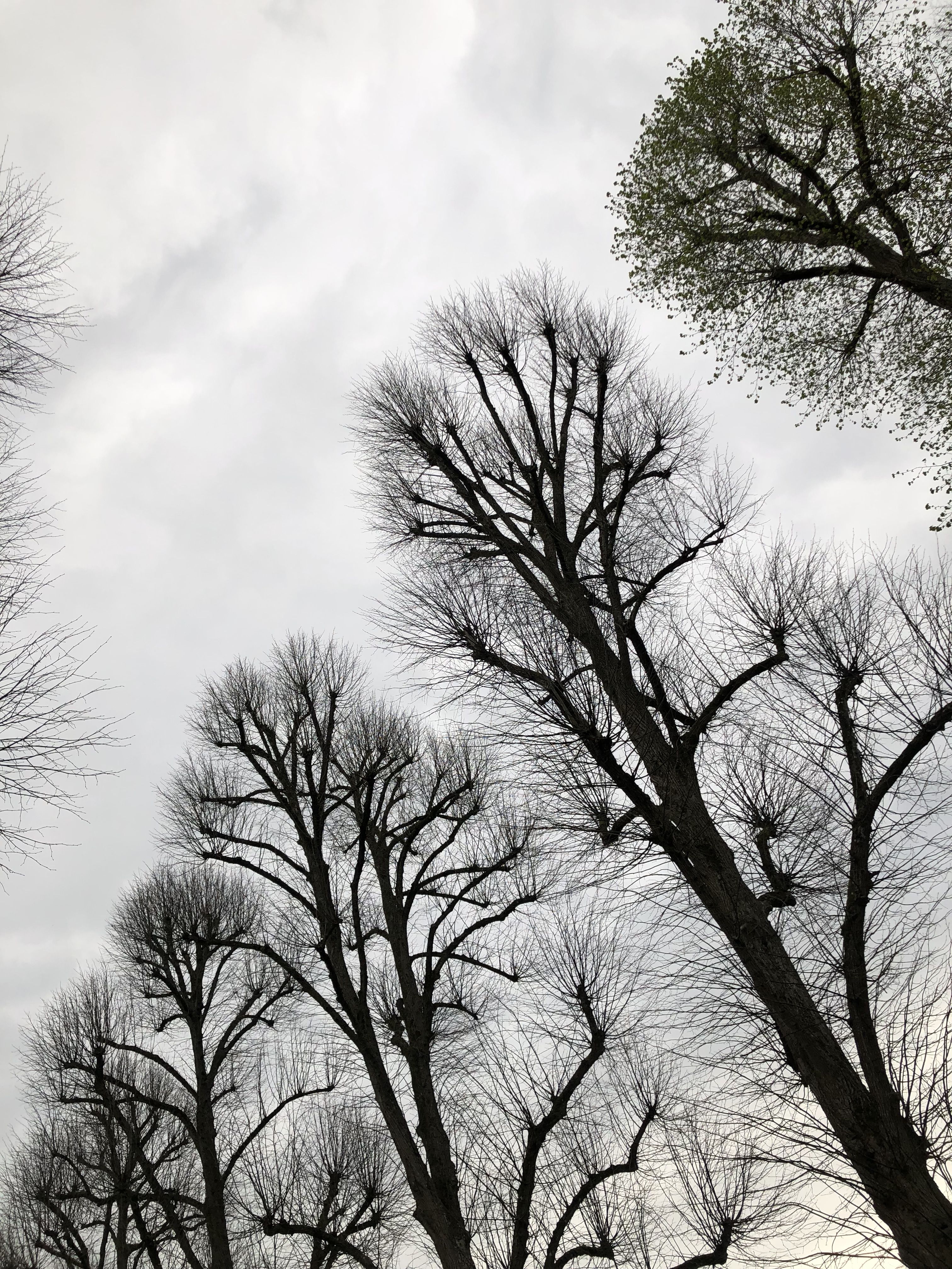 Photo of the outline of trees