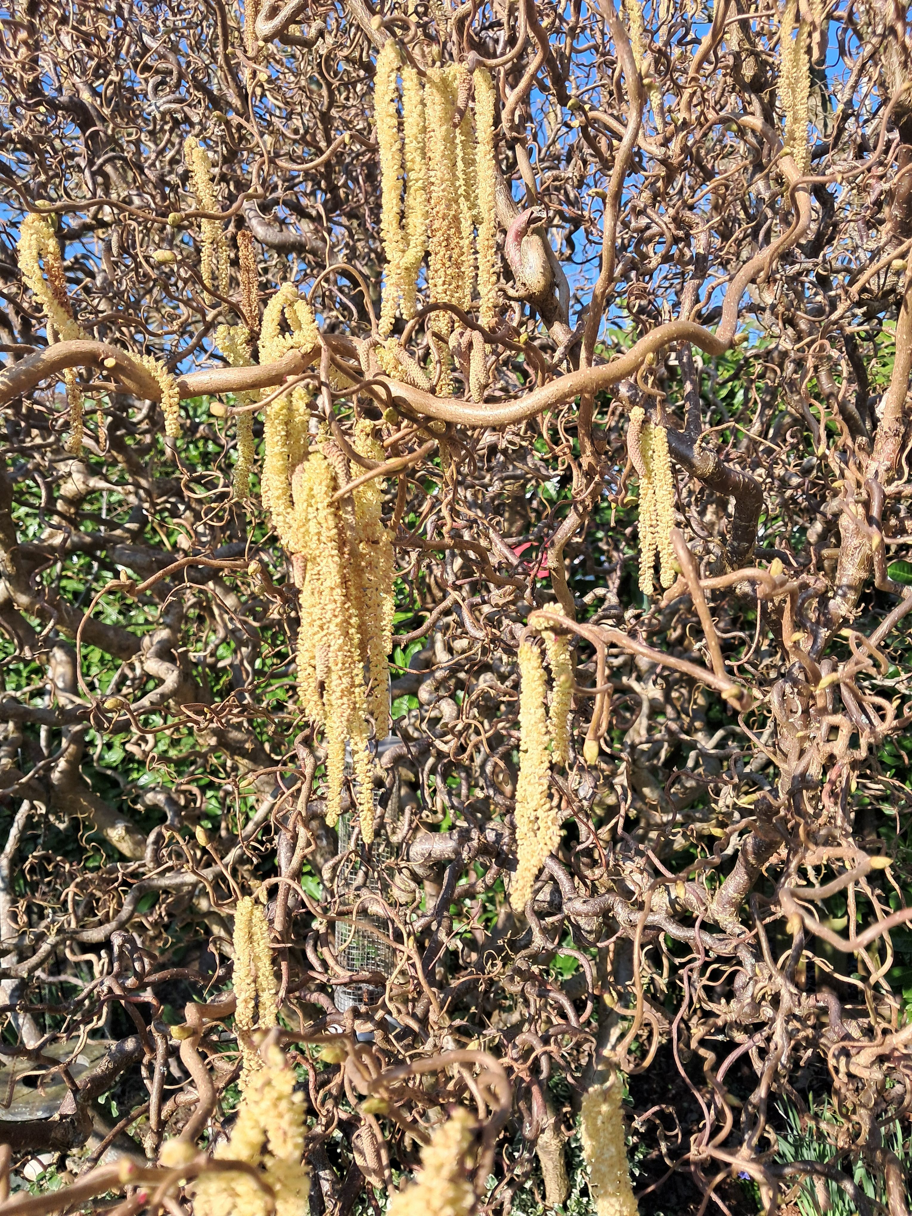 Photo of male catkins