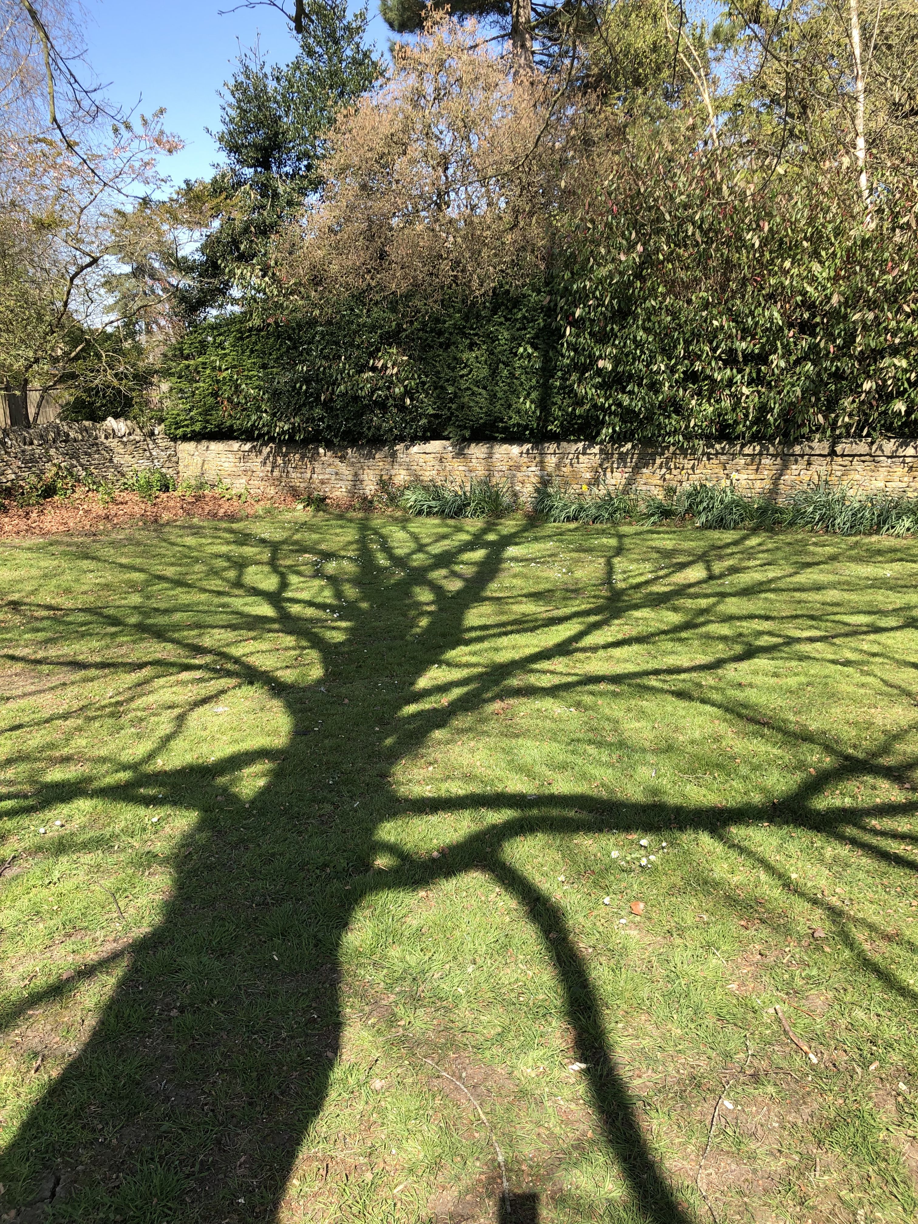 Photo of the shadow of a tree