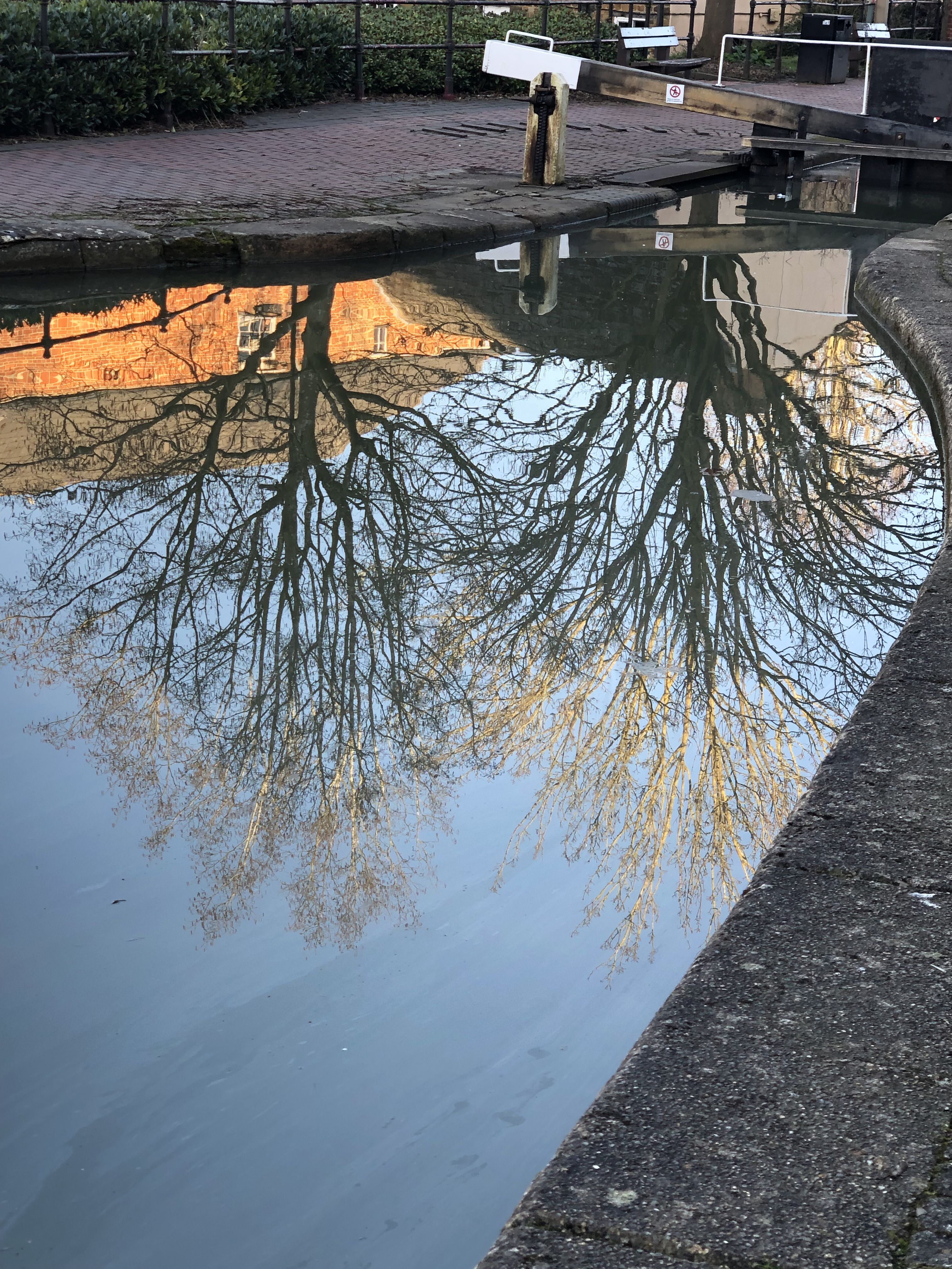 Photo of the reflection of trees in water