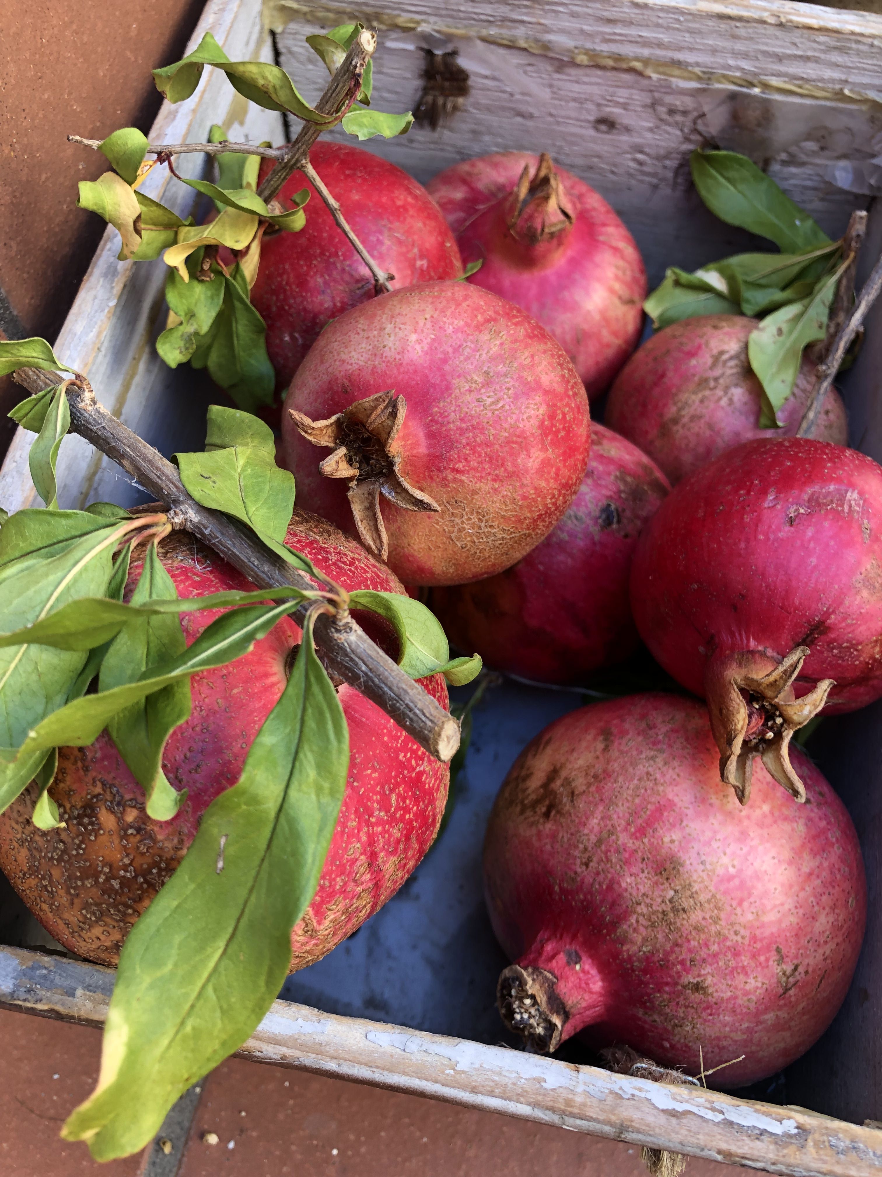 Photo of pomegranates