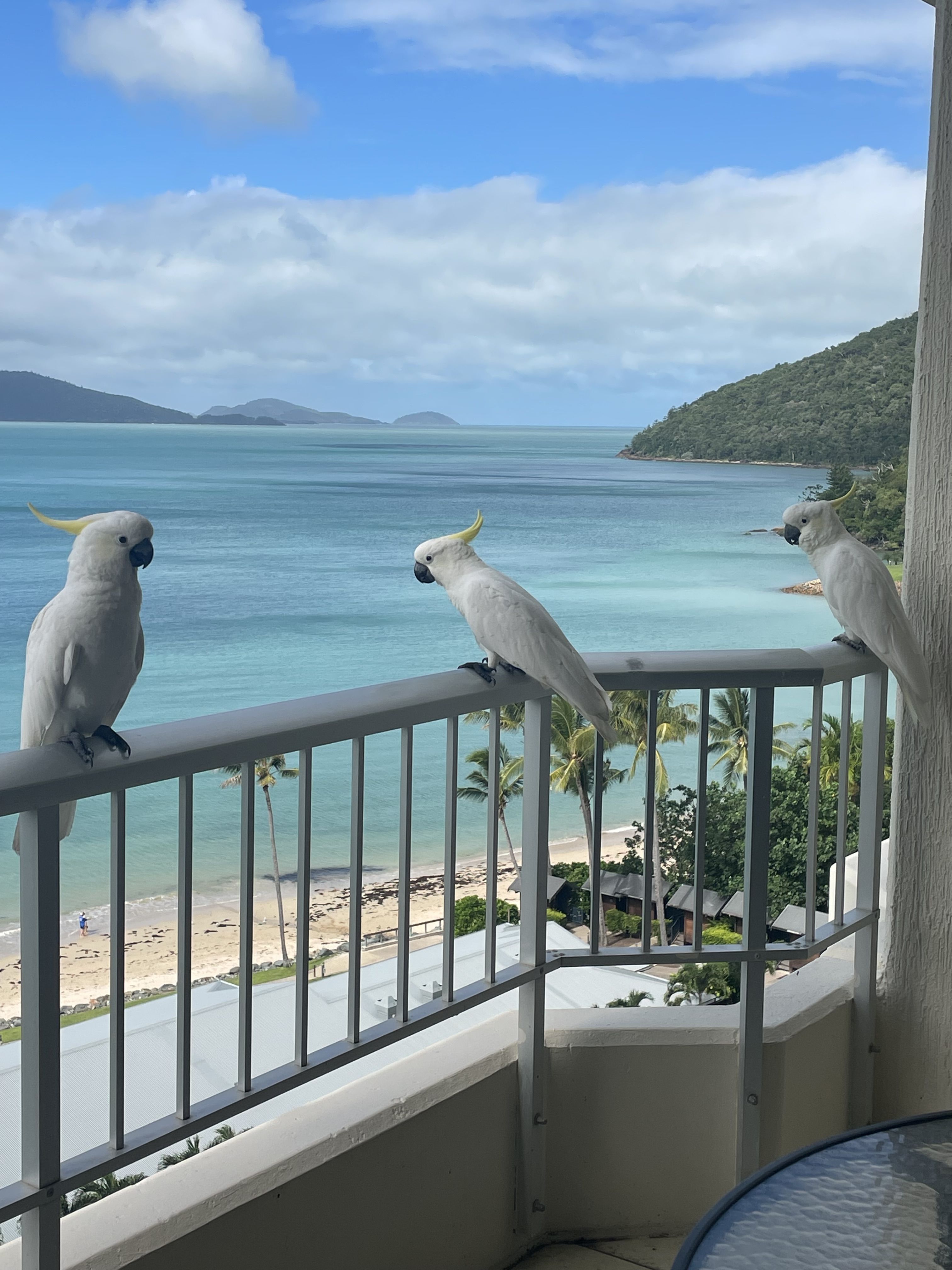 Photo of cockatiels on a balcony