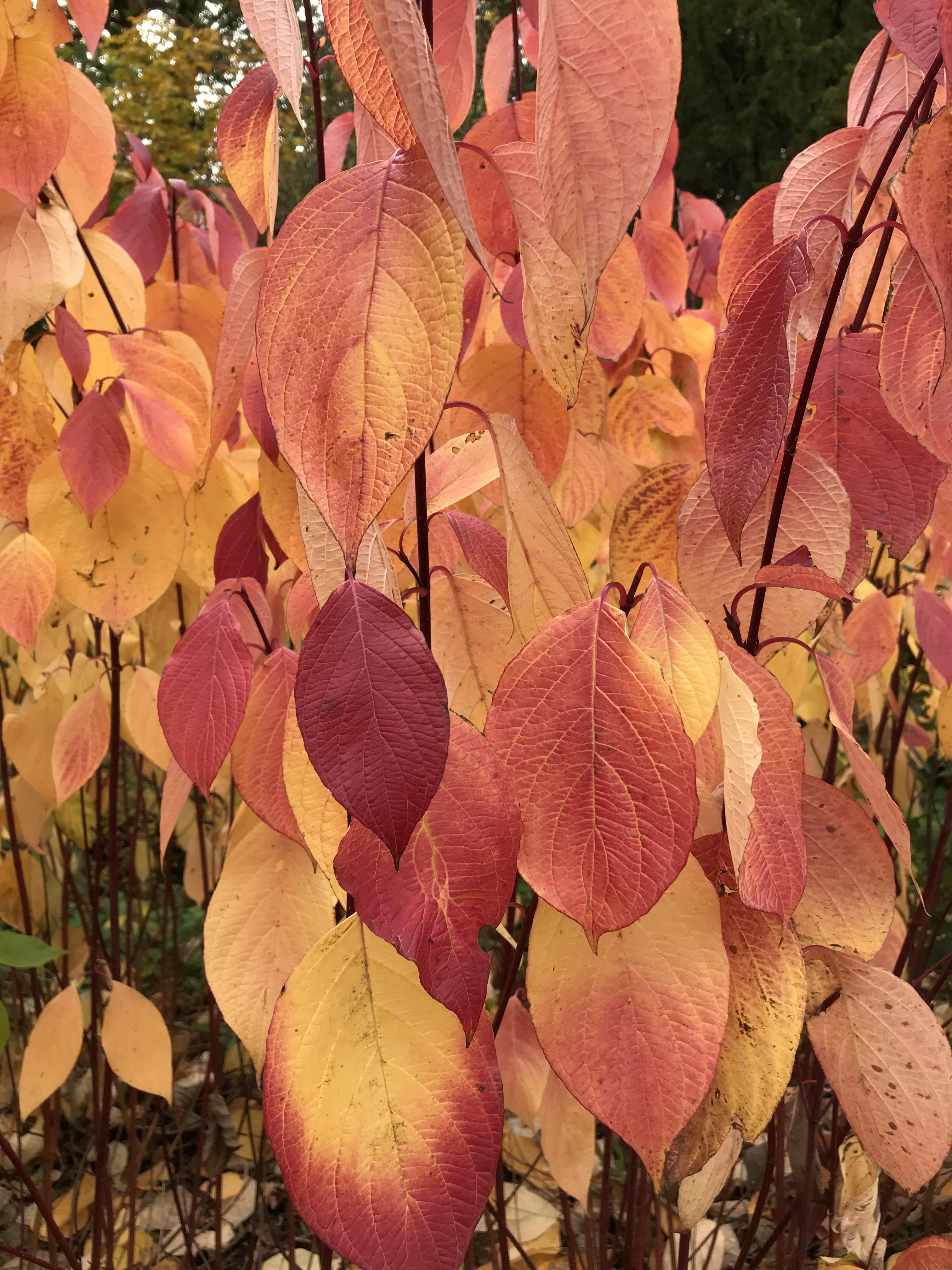 Photo of dogwood leaves in autumn