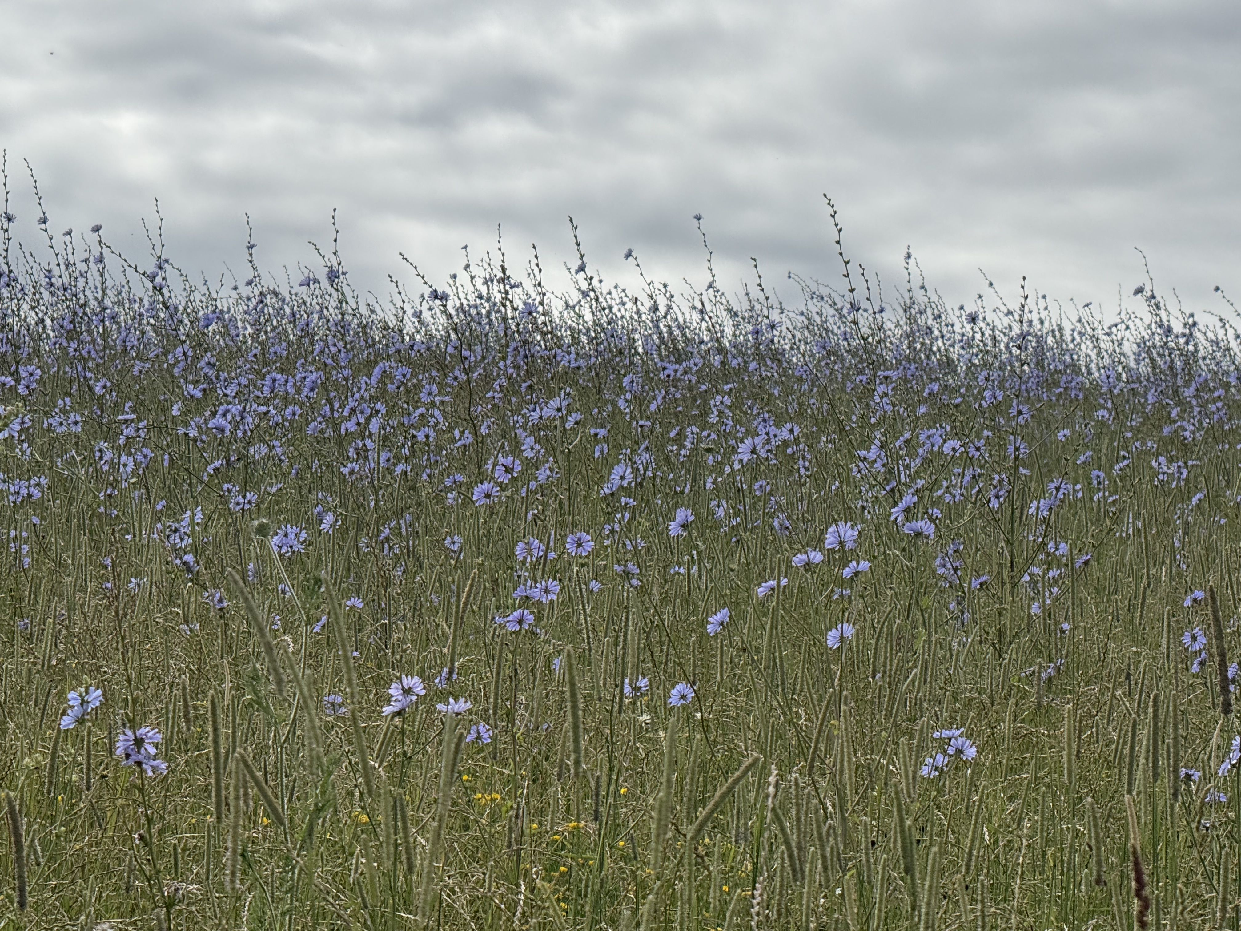 Photo of pale blue wild chicory in a field