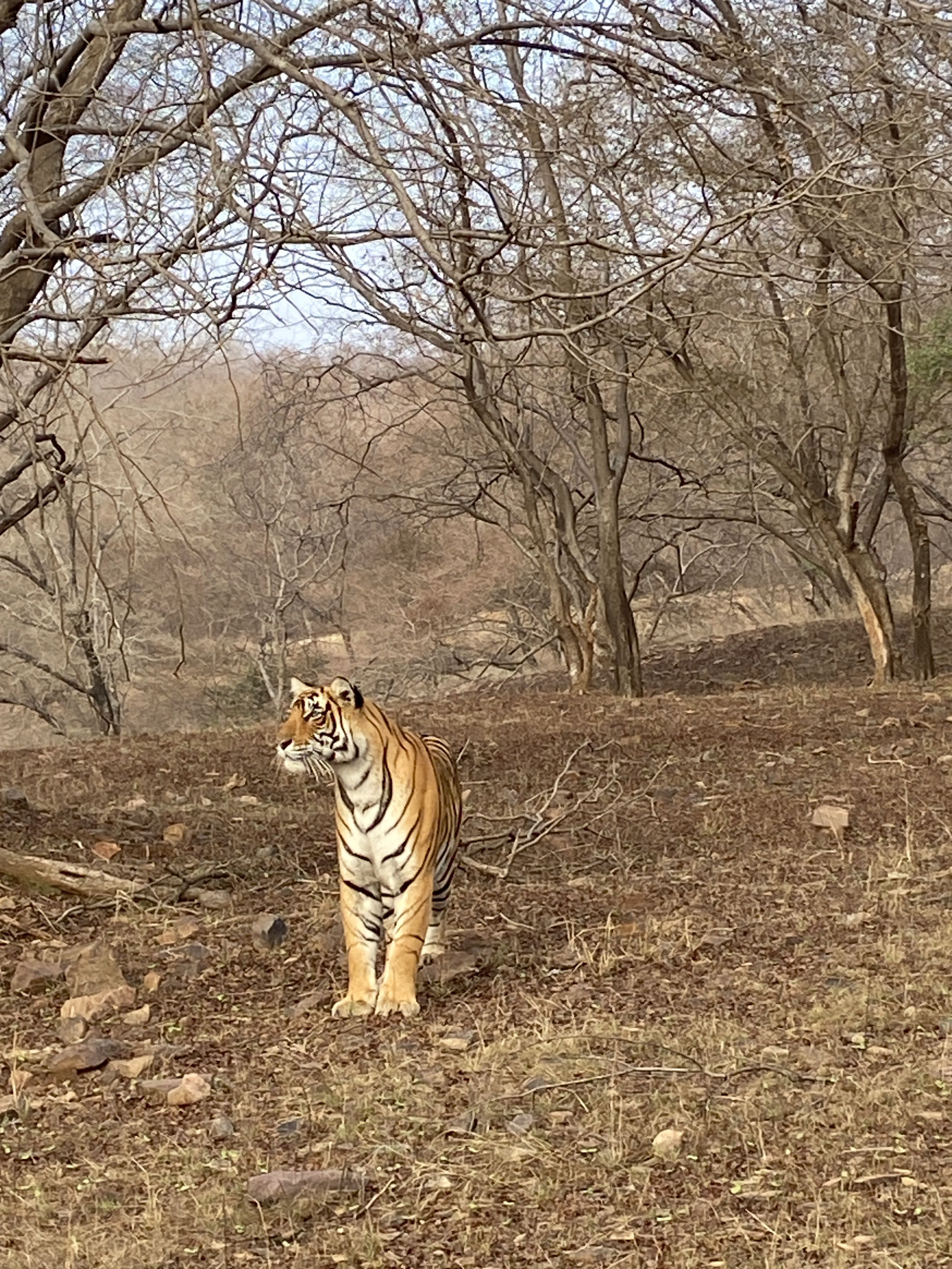 Photo of a tiger in a landscape