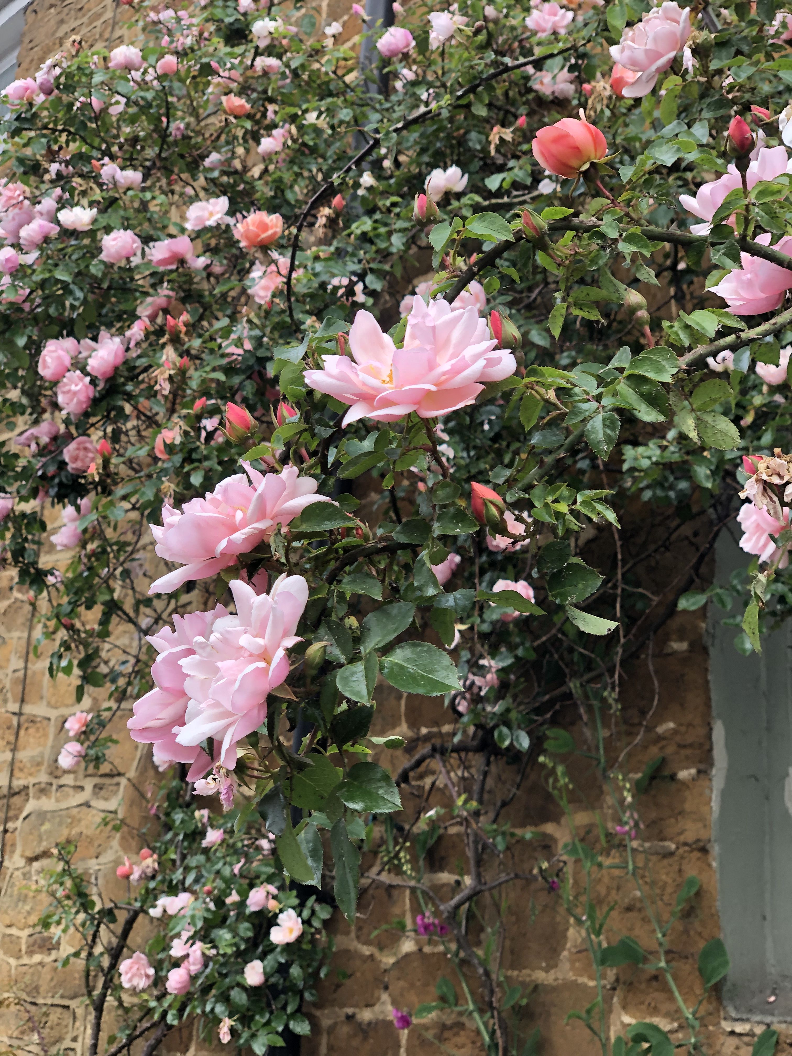 Photo of a climbing rose